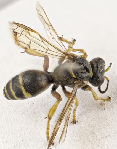 Psammaecius punctulatus